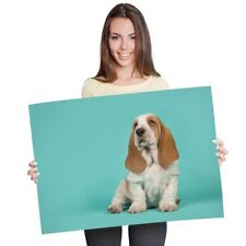 A1 - Tan & White Basset Hound Puppy Poster 60X90cm180gsm Print #21432
