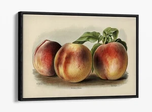 ILUSTRACIÓN DE MELOCOTÓN DE COLECCIÓN - EFECTO FLOTADOR PROFUNDO ENMARCADO LONA IMPRESIÓN ARTÍSTICA DE PARED - Imagen 1 de 12