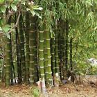 50 Giant Thorny Bamboo Seeds Privacy Climbing Garden Shade Seed 395 US SELLER