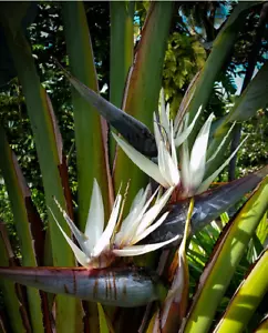 STRELITZIA NICOLAI (Pájaro Blanco Gigante del Paraíso) árbol vegetal tropical -15 semillas - Imagen 1 de 2