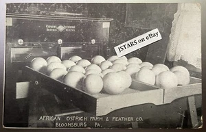 1900s BLOOMSBURG, PA, AFRICAN OSTRICH FARM & FEATHER COMPANY EGGS POSTCARD - Picture 1 of 2