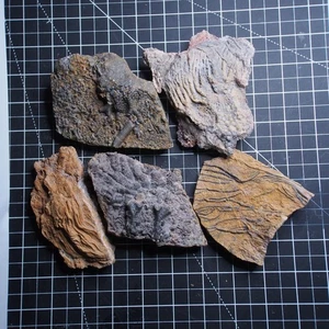 5 pcs 1.1kg Mahoumacrinus sp. Scyphocrinites elegants Crinoid Devonian Fossil - Picture 1 of 11