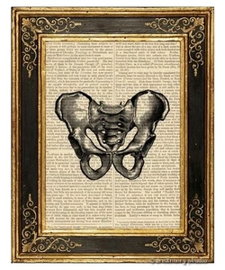 Pelvic Bone Art Print on Vintage Book Page Medical Anatomy Illustration Decor - Picture 1 of 3