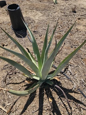 Agave Vilmoriniana bubils, 2-4.5" plant, 10 pack; Aka: Amolé & Octupus Agave - Image 1 of 4