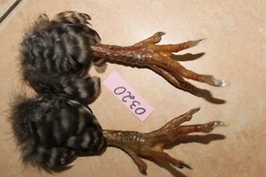 #0320 GENUINE TAXIDERMY CHICKEN/HEN/DOMASTIC ANIMAL (1 Pair) FEET / FOOT - Picture 1 of 16