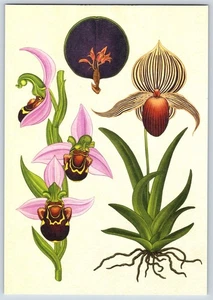 Postcard Kew Botanicum Orchids Umbrella Orchid Rothschild Slipper Orchid - Picture 1 of 3