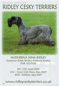 CESKY TERRIER DOG BREED KENNEL ADVERT PRINT PAGE 2008 RIDLEY KENNEL - Picture 1 of 1