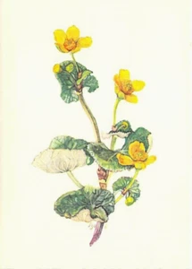 Blumen AK Künstler H.Zbinden Sumpfdotterblume - Bild 1 von 2