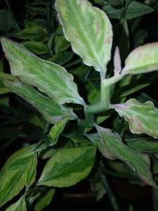 Euphoria Devil's Backbone Varigated Lge Pot - Picture 1 of 3