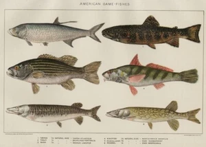 American Game Fishes: 1902 Authentic (Dated) Aquatic Life Stone Chromolithograph - Bild 1 von 1