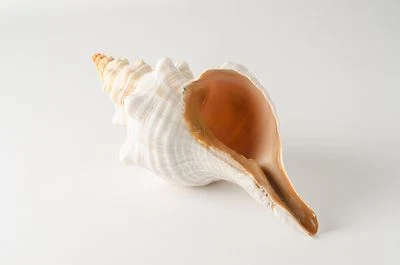 NessaStores Natural Horse Conch Sea Shell Beach Home Decor 10"-12" (1 pc) #JC-77 - Image 1 of 3