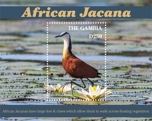 Gambia 2019 - Jacana africana - Animales - Hoja de estampillas de recuerdo - MNH Foto 1 de 1