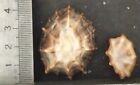 COLLECTION COQUILLAGES : SIPHONARIA GIGAS lot de 2