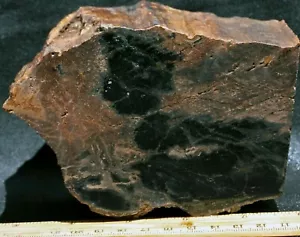 R253 ~ 3 lb 0 oz Faced Petrified Wood ~ Eden Valley, Wyoming - Imagen 1 de 6