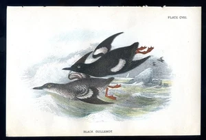 Ornithology, bird, black guillemot...Antique lithograph...1896 - Picture 1 of 1