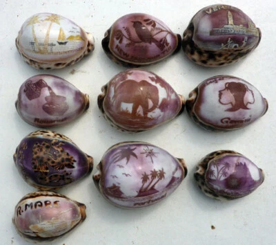 10 OLD ENGRAVED COWRIE SHELLS - Image 1 of 3