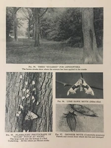Antique Print Lime Hawk Moth Drinker Moth Insects Moths Wildlife 1931 - Picture 1 of 5