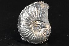 Ammonite Pyritisé Amaltheus Domerien France 39mm pyriteuse pyrite fossile