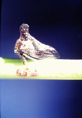 Vintage 35mm Slide 1973 Leaf Hopper on Stem - Image 1 of 2