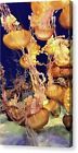 Pacific Sea Nettle - Canvas Print