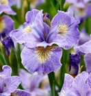 Iris Sibirica 'Reel Cute' Siberian Iris Perennial 1 Litre
