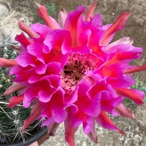 Planta suculenta de cactus de 4-5 cm Echinopsis 'híbridos elegantes' plantas con flores - Imagen 1 de 7