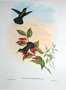 Pub Laboratoire Roland-Marie - Les Oiseaux 2 : Metallura Primolinus Bonap - Picture 1 of 1