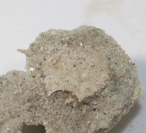 Krebs, Psammocarinus hericarti, Tertiär, Eozän, Meaux, Frankreich -a580 - Picture 1 of 4