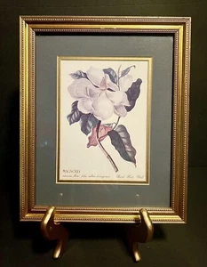 Rand. Hort. Chelf Magnolia 33 Maximo Flore Folius Subtus Ferrugineis Art Print - Picture 1 of 6