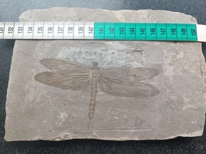 Exquisite insect fossils from the Jurassic Daohugou period!!! - Picture 1 of 2