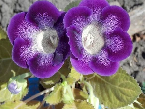 Gloxinia - Sinningia speciosa - 50+ seeds - Graines - Samen - Z 143 - Picture 1 of 1