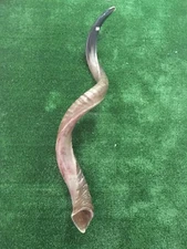 Yemenita Kudu Horn Shofar judÃ­o medio pulido Natual 40 - 42 "XXL de Israel