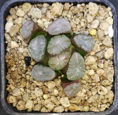 HW173	Haworthia maughanii 'MURASAKI PURPLE Z1', Phyto available - Imagen 1 de 2