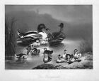 Ente Enten Familie duck ducks family Stahlstich steel engraving Cherelle Heawood