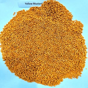 Semilla de Mostaza Amarilla 100 g - Pack de 1 kg - Especias Frescas, Orgánicas y Naturales - Imagen 1 de 3