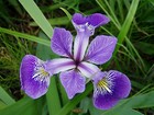 Purple Water Iris Versicolor Pond Plant Marginal Plant Bog British Grown