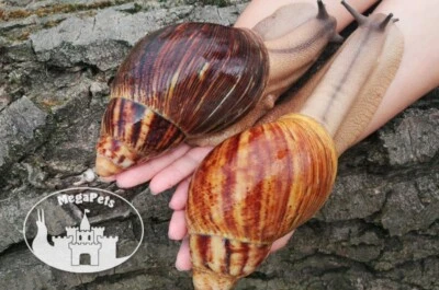 SNAILS Caracol ágata Archachatina marginata óvulo XXL caracol šnek Snigel Lumaca Snegl