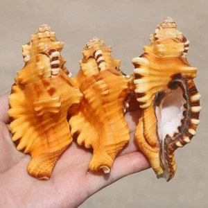Caracola natural conchas pecera caracol de mar adorno decoración del hogar acuario - Imagen 1 de 13