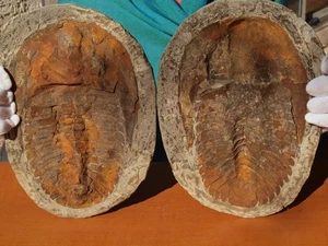 Huge Positive and  Negative Trilobite Fossil Pair Cambropallas Telesto 10.5 Inch - Picture 1 of 7