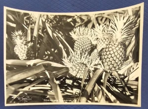 Tai Sing Loo - Hawaiian Pineapples - Vintage Photo - Picture 1 of 2