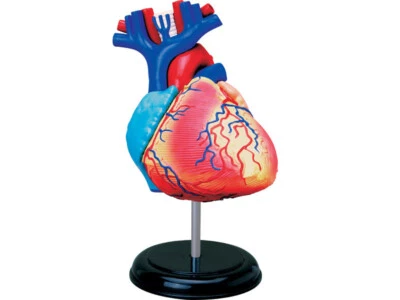 4M ANATOMIE HERZ Herzmodell Anatomiemodell Herzen Lernmodell Organe Medizin NEU