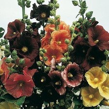 50+ Alcea Rosea Hollyhock Mix Flower Seeds / Perennial