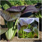 LILA PAK CHOI SCHNELLWACHSENDER BLATTKOHL ZARTES BLATTGEMÜSE CHINAKOHL 100 SAMEN