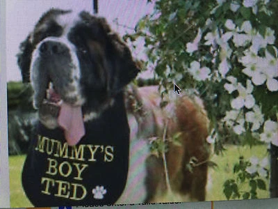 KISS MY COLLAR BABEROS BABEROS BABEROS GRANDES DE PERRO TERRANOVA, SAN BERNARD BABBER PERSONALIZADOS DE MOMIA/PAPÁ