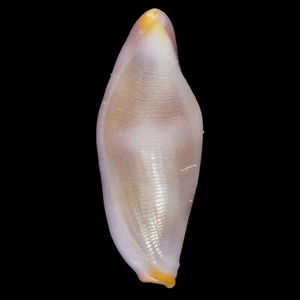 CUSPIVOLVA FORMOSA (Bohol Isl., Philippines) 8.5mm #44882 - Picture 1 of 3