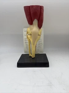 GPI Anatomical - #1060 - Muscled Knee Joint Anatomical model with Muscles - Picture 1 of 3