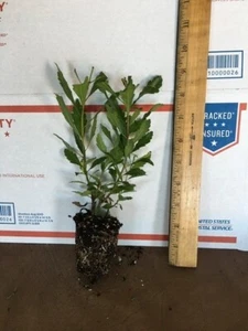 2 WAX MYRTLE - LIVE STARTER PLANTS LESS THAN 12 INCHES TALL - Picture 1 of 2