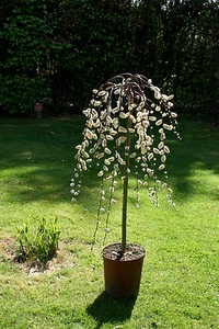 Hänge-Kätzchenweide Salix caprea 'Pendula' - Stämmchen - 100 cm Stammhöhe - Bild 1 von 1
