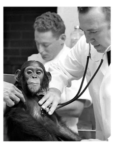 Astrochimp de la NASA en entrenamiento 1961 impresión fotográfica 8x10 en 8,5" x 11" - Imagen 1 de 1