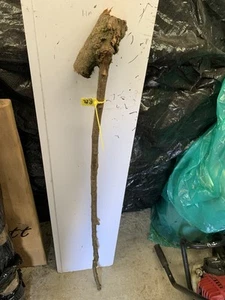 BLACKTHORN WALKING STICK SHANK Knob Lot R22 - Picture 1 of 1